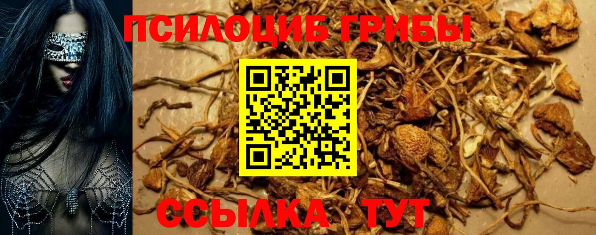 Королёв  Псилоцибиновые грибы GOLDEN TEACHER  Вход с VPN 